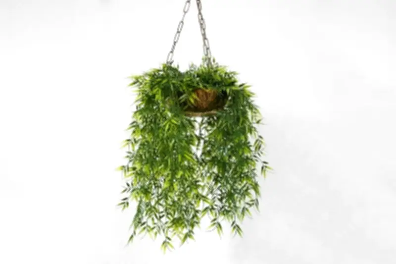 Sirih Gading hingga Tanaman Lain: 5 Tanaman Hias Merambat Cepat Tumbuh untuk Taman