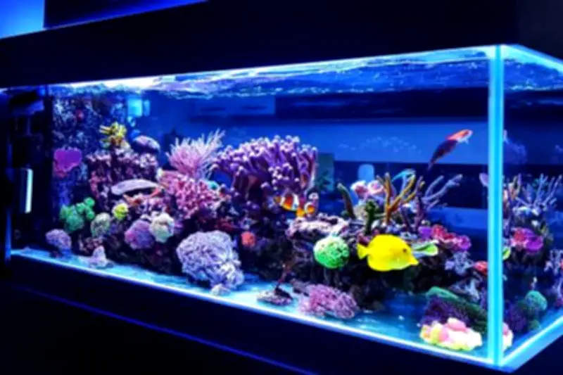 Tips Hemat Listrik dengan Memelihara Akuarium di Rumah