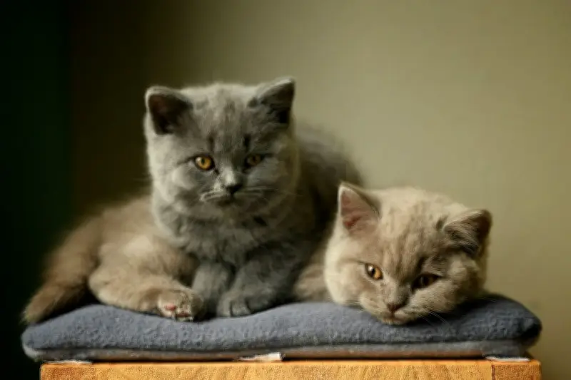 Tips Membersihkan Rumah dari Noda dan Bau Hewan Peliharaan dengan Efektif