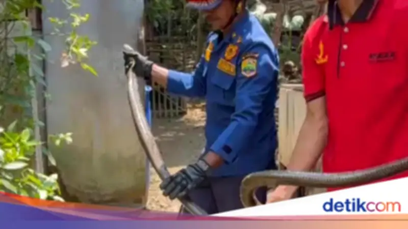 Warga Ciamis Dikejutkan King Cobra 3 Meter Bersembunyi di Kamar Mandi