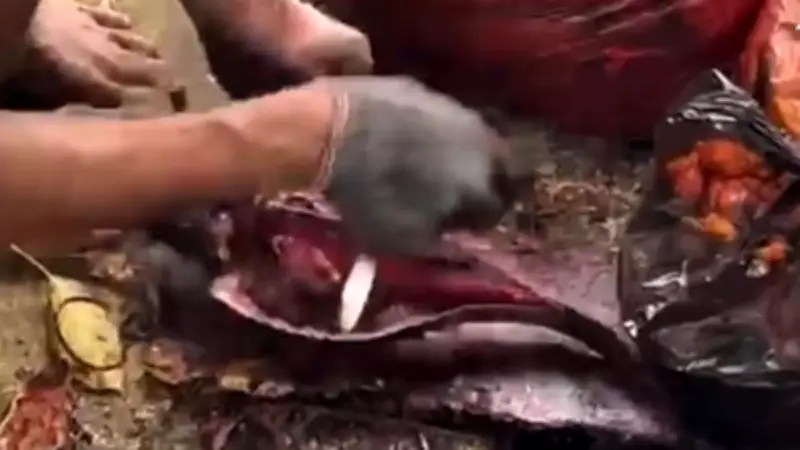 Warga Tangkap Ikan Sapu-Sapu, Dijual Rp 15 Ribu per Kg ke Penampung