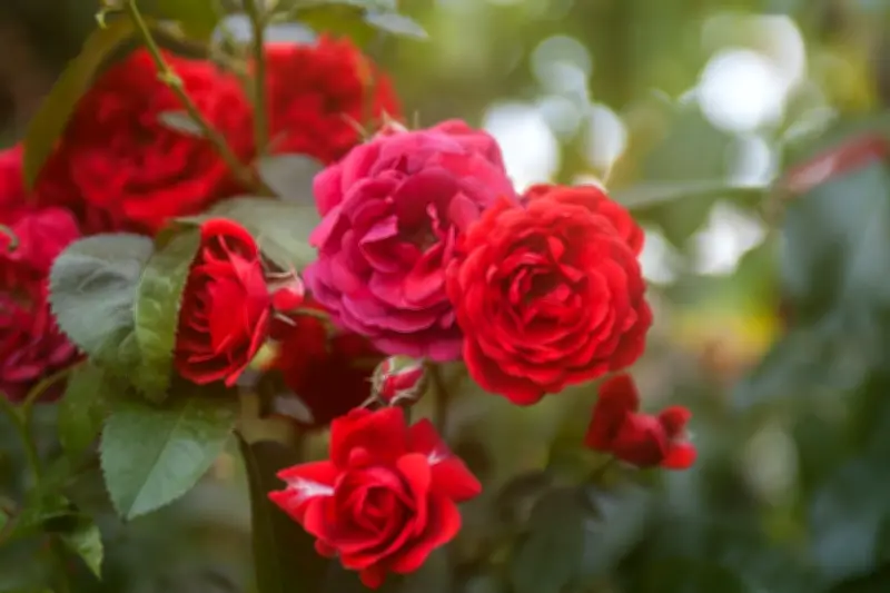 Waspada! Hama Pengganggu Mawar dan Solusi Alami untuk Mengatasinya