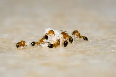 Ampas Kopi untuk Usir Semut di Teras: Efektif atau Hanya Mitos?