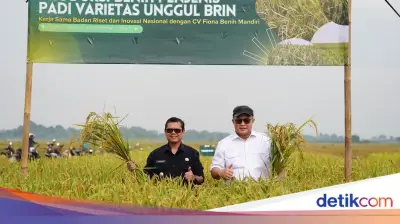 BRIN Panen Perdana Padi Unggul Hasil Mutasi Iradiasi Teknologi Nuklir di Subang