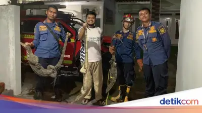 Bruk! 3 Biawak Jatuh dari Plafon Rumah Warga di Bogor, Damkar Evakuasi