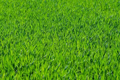 Cara Menanam dan Merawat Rumput Jepang agar Tetap Hijau dan Segar