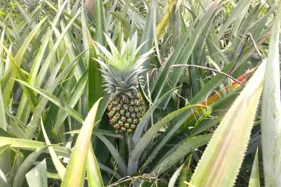 Cara Menanam Nanas dari Tunas, Manfaatkan Limbah Jadi Tanaman Baru