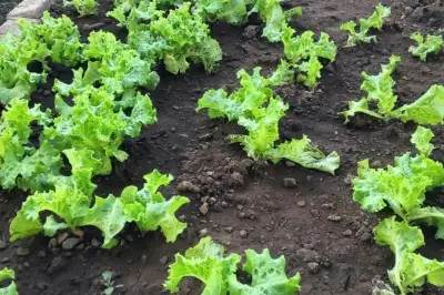 Cara Menyiram Tanaman Sayur yang Benar untuk Hasil Panen Maksimal