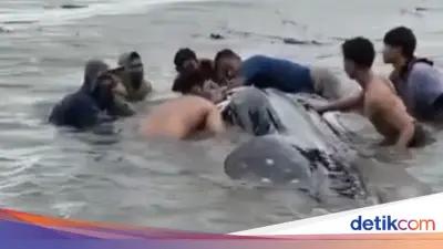 Hiu Tutul Raksasa 15 Meter Terdampar di Pantai Lamongan, Warga Gotong Royong Selamatkan