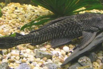 Ikan Sapu-Sapu: Ancaman Ekologis dan Risiko Kesehatan yang Mengintai