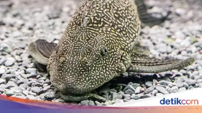Ikan Sapu-sapu Dibasmi, Ini Daftar 75 Ikan yang Dianggap Merugikan Ekosistem