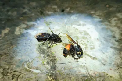 Jangan Memukul Tawon di Rumah, Ini Bahayanya Menurut Ahli