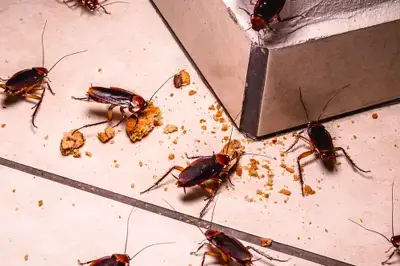 Kecoa Rumah Bawa Alergen dan Racun Bakteri Berbahaya, Studi Ungkap