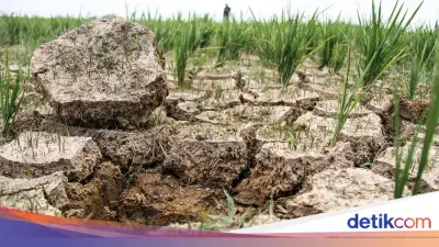Korut Alami Kekeringan Parah dan Tidak Biasa, Ancaman Pangan Memburuk