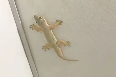 Mengapa Cicak Muncul Saat Cuaca Panas? Ini Penjelasannya