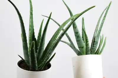 Panduan Repotting Tanaman Hias agar Tumbuh Subur