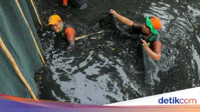 Pemprov DKI Musnahkan 6,9 Ton Ikan Sapu-sapu, Gubernur Peringatkan Bahaya Konsumsi