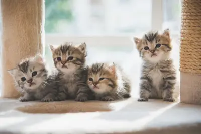 Perbedaan Anak Kucing Jantan dan Betina, Mana yang Cocok untuk Kamu?