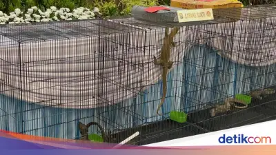 Polda Jatim Bongkar Penyelundupan Anakan Komodo dari NTT ke Surabaya