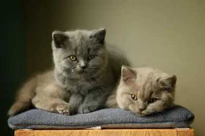 Tips Membersihkan Rumah dari Noda dan Bau Hewan Peliharaan dengan Efektif