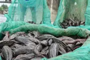 68.880 Ekor Ikan Sapu-sapu Ditangkap di Sungai Ciliwung dalam 3,5 Jam