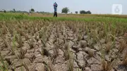 Anggota DPR Minta Pemerintah Antisipasi El Nino Godzilla Sejak Dini