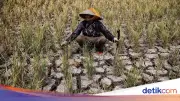 El Nino 'Godzilla' dan IOD Positif Diprediksi Landa Indonesia April-Oktober 2026