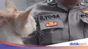 Geger Laporan Balita Jatuh Sumur di Ciputat, Ternyata Anak Kucing yang Diselamatkan
