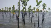 Hari Bumi Sedunia: 1.150 Bibit Mangrove Ditanam di Teluk Benoa Bali untuk Pelestarian Lingkungan