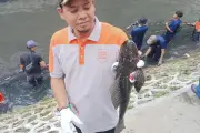 Ikan Sapu-Sapu di Jakarta Dilarang Dikonsumsi, Ini Alasan Ilmiahnya