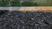 Ikan Sapu-Sapu DKI Dimusnahkan dengan Cara Dibelah dan Dikubur Usai Ditangkap
