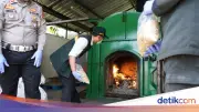 Karantina Banten Musnahkan Gulma Invasif Asal Australia di Gandum Impor