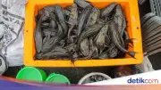 KPKP DKI: Ikan Sapu-sapu Belum Aman Dikonsumsi, Residu Logam Berat Tinggi