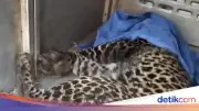 Macan Tutul Terjerat Jebakan Babi di Bogor Berhasil Dievakuasi BKSDA