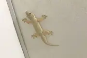 Mengapa Cicak Muncul Saat Cuaca Panas? Ini Penjelasannya