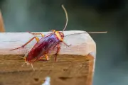 Menginjak Kecoak Ternyata Berbahaya, Bisa Sebarkan Penyakit di Rumah