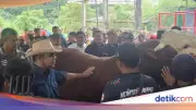 Muzani Buka Kontes Sapi di Wonosobo, Peternak Sumringah Tanda Ekonomi Bergerak