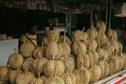 Nikmati Durian Kampung Cengal, Harta Karun Tersembunyi Bogor Barat