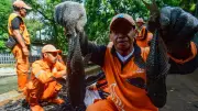 Operasi Besar-Besaran: 6,98 Ton Ikan Sapu-Sapu Ditangkap di Jakarta, Terbanyak di Jaksel