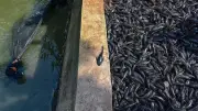 Pakar IPB Sarankan Strategi Terpadu Atasi Ledakan Ikan Sapu-Sapu di Jakarta