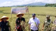 Panen Biosalin Jepara Lampaui Target, Hasilkan 176 Ton Gabah