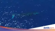 Paus Biru Raksasa 20 Meter Viral di Perairan Gorontalo, Terekam Drone