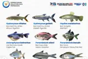 Pemprov DKI Jakarta Basmi 68.800 Ikan Sapu-Sapu Secara Serentak