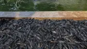 Pemprov DKI Tanggapi Kritik MUI Soal Penguburan Ikan Sapu-Sapu Hidup-Hidup