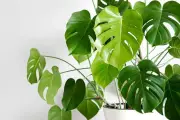 Penyebab Daun Monstera Coklat dan Cara Mengatasinya