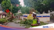 Pohon Tumbang di Jalan Wahid Hasyim, TransJakarta Alihkan Rute ke Tanah Abang