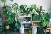 Tanaman Hias Artifisial: Solusi Praktis untuk Hunian Alami