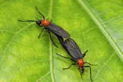 Waspada! Ini Tanda-Tanda Tanaman Hias Terserang Hama dan Cara Mengatasinya