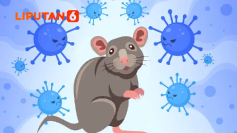 3 Kasus Hantavirus di Jakarta, 6 Suspek Masih Dipantau Dinkes