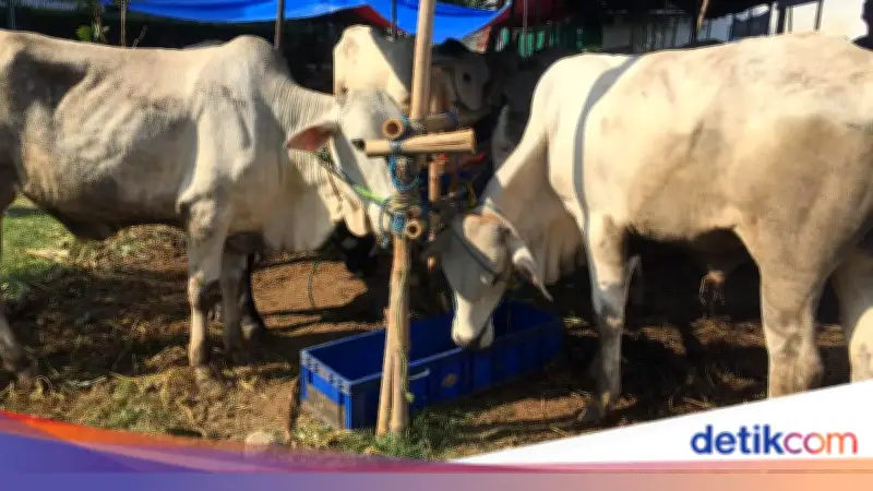 4 Penyebab Hewan Tidak Sah Dikurbankan, Simak Kriterianya
